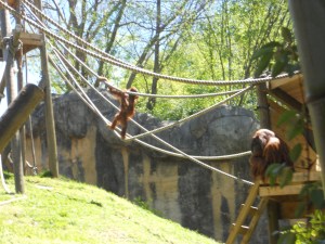 DSCN0975 Getting back into the Swing of things, monkey, zoo, weight loss bloh The Graceful Skinny